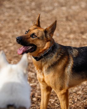 Sijoitusasunto Lainalaskuri: Näin Arvioit Sijoitusasunnon Rahoitusta Ja Tuottoa