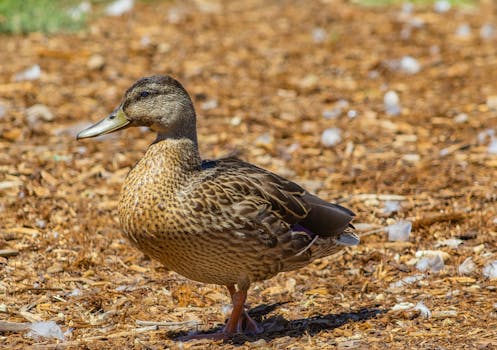 Vakuudeton Laina Kokemuksia: Kokemuksia Ja Vertailu