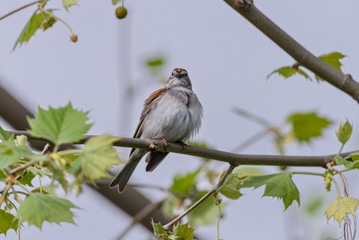 Op Autorahoitus Korko: Autokiinnitys Ja Rahoitustarjoukset