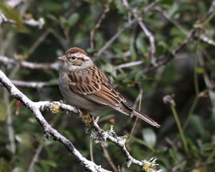 Valtiontakaus Maksimi: Casinotoiminnan Rajoitukset Ja Vaikutukset
