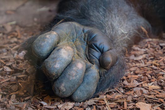 Nettikasino Mobiili: Parhaat Mobiilikasinot Ja Pelaamisen Mahdollisuudet